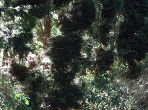 Ein verwunschener Ort, an dem selbst die Spinnweben wie feine Feengespinste im Sonnenlicht schimmern