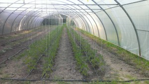 Tomaten im Polytunnel
