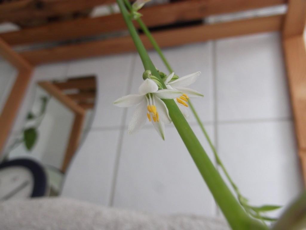 Grünlilienblüten