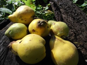 Quitten, frisch vom Baum geschüttelt